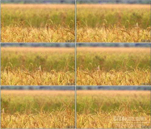 CG0124-金黄色水稻稻田麦田麦子田园美景高清实拍视频素材