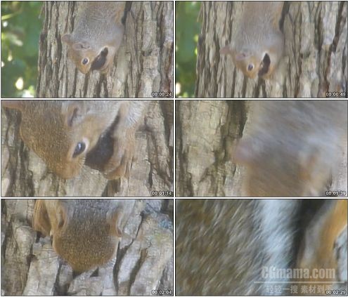 CG0146-松鼠倒挂在树上啃咬坚果的特写镜头高清实拍视频素材