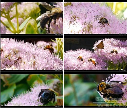CG0147-蜜蜂采蜜采花粉昆虫鲜花生活高清实拍视频素材