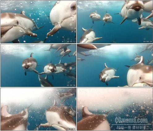 CG0148-与海豚一起游泳高清实拍视频素材
