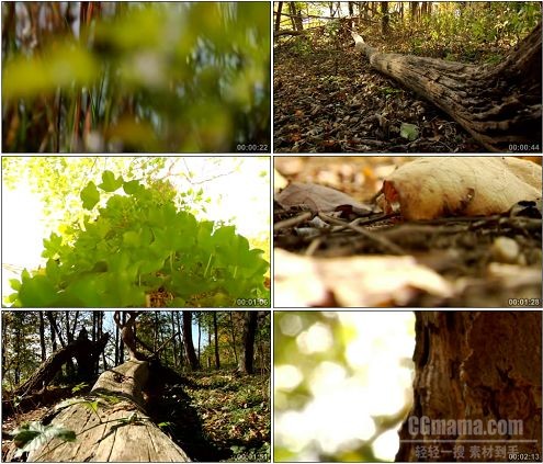 CG0175-森林公园树林树木绚丽金黄植物田园景观高清实拍视频素材