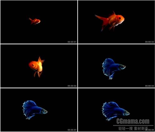 CG0194-水中金鱼高清特写实拍视频素材