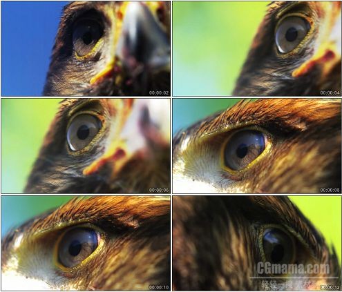 CG0250-4组鹰眼部特写镜头高清实拍视频素材