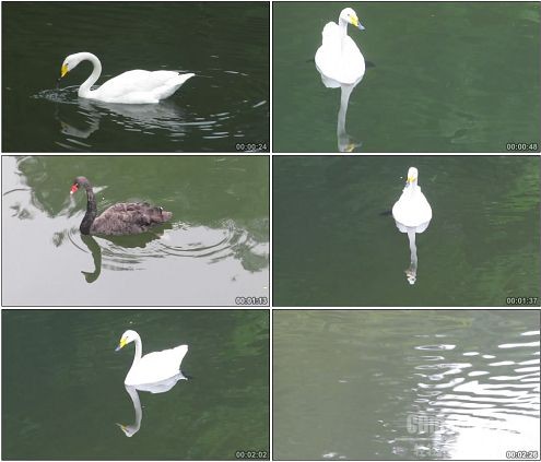 CG0259-黑白色天鹅在湖中优雅游泳特写镜头