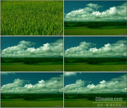 CG0262-绿油油的麦浪麦子麦田特写高清实拍视频素材