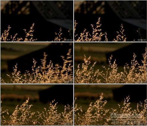 CG0267-秋天芦苇荡漾特写高清实拍视频素材