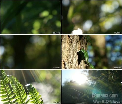 CG0298-阳光透过缝隙照射竹园环境优美空气清新高清实拍视频素材