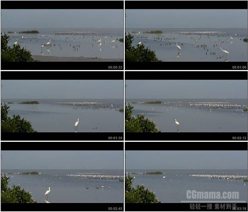 CG0303-白鹭和黑脸琵鹭在湖面上快速活动高清实拍视频素材