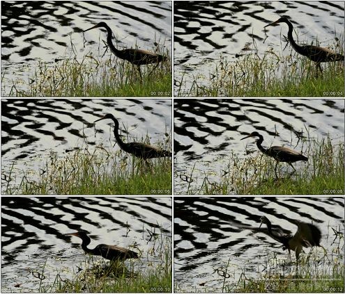 CG0305-水鹭在湿地上捕食展翅特写高清实拍视频素材