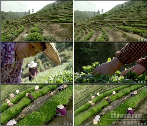CG0318-茶园采茶叶摘茶叶茶农的场景特写高清实拍视频素材
