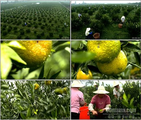 CG0319-农民采摘茶柑橘场景特写高清实拍视频素材