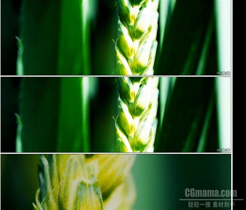 CG0384-田野青色小麦随风摇动快速穿过田埂高清实拍视频素材