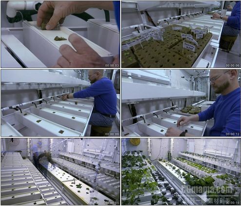 CG0386-国外实验室植物种植试验植物快速生长高清实拍视频素材