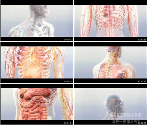 CG0396-医疗科技 人体3D模型解剖分析高清动态背景动画
