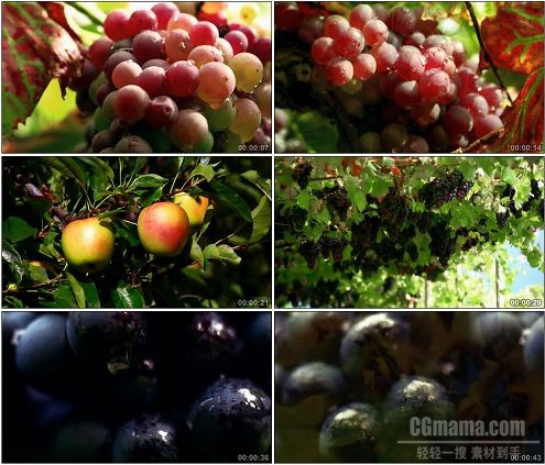 CG0400-葡萄园葡萄苹果熟了美丽田园风光高清实拍视频素材