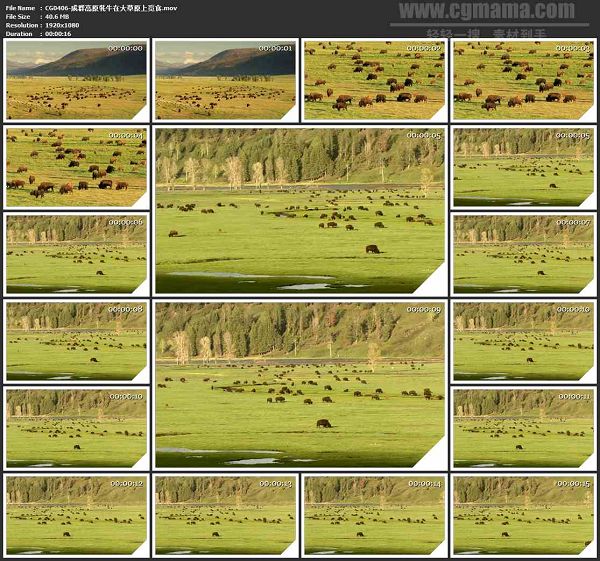 CG0406-成群高原牦牛在大草原上觅食高清实拍视频素材