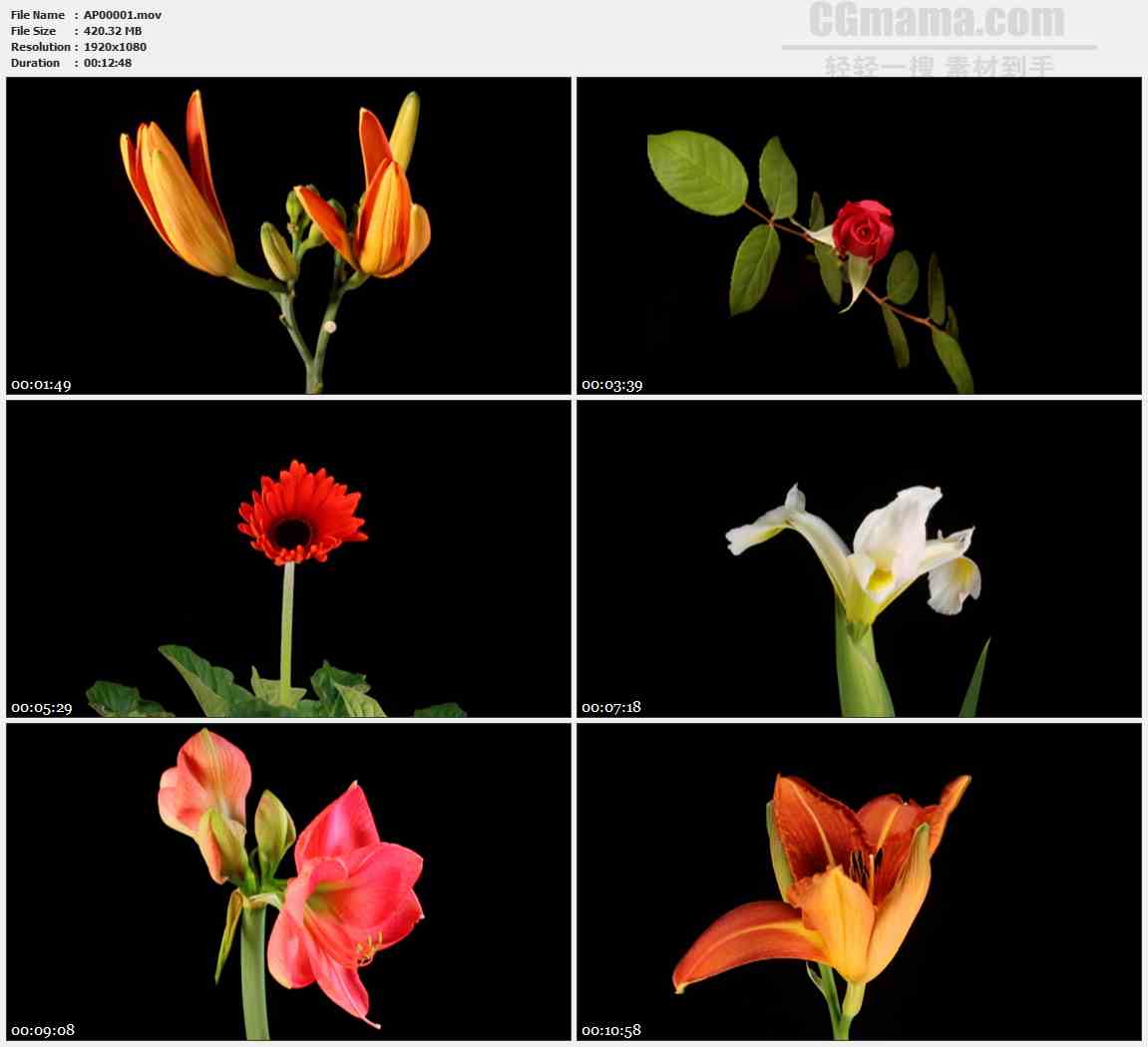 AP00001-各种花开百合睡莲太阳花月季玫瑰水仙花高清实拍视频素材