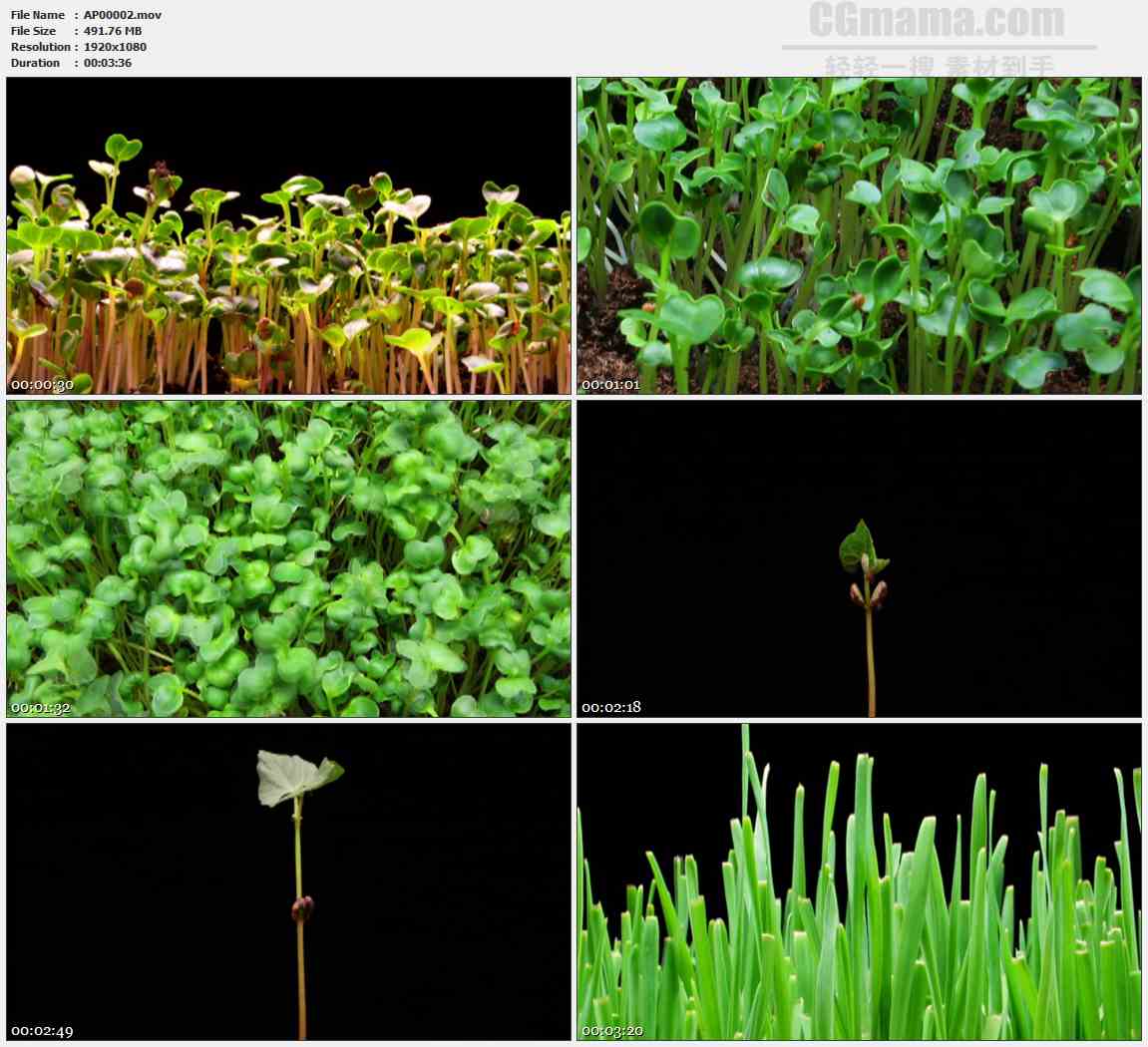 AP00002-幼苗植物发芽高清实拍视频素材