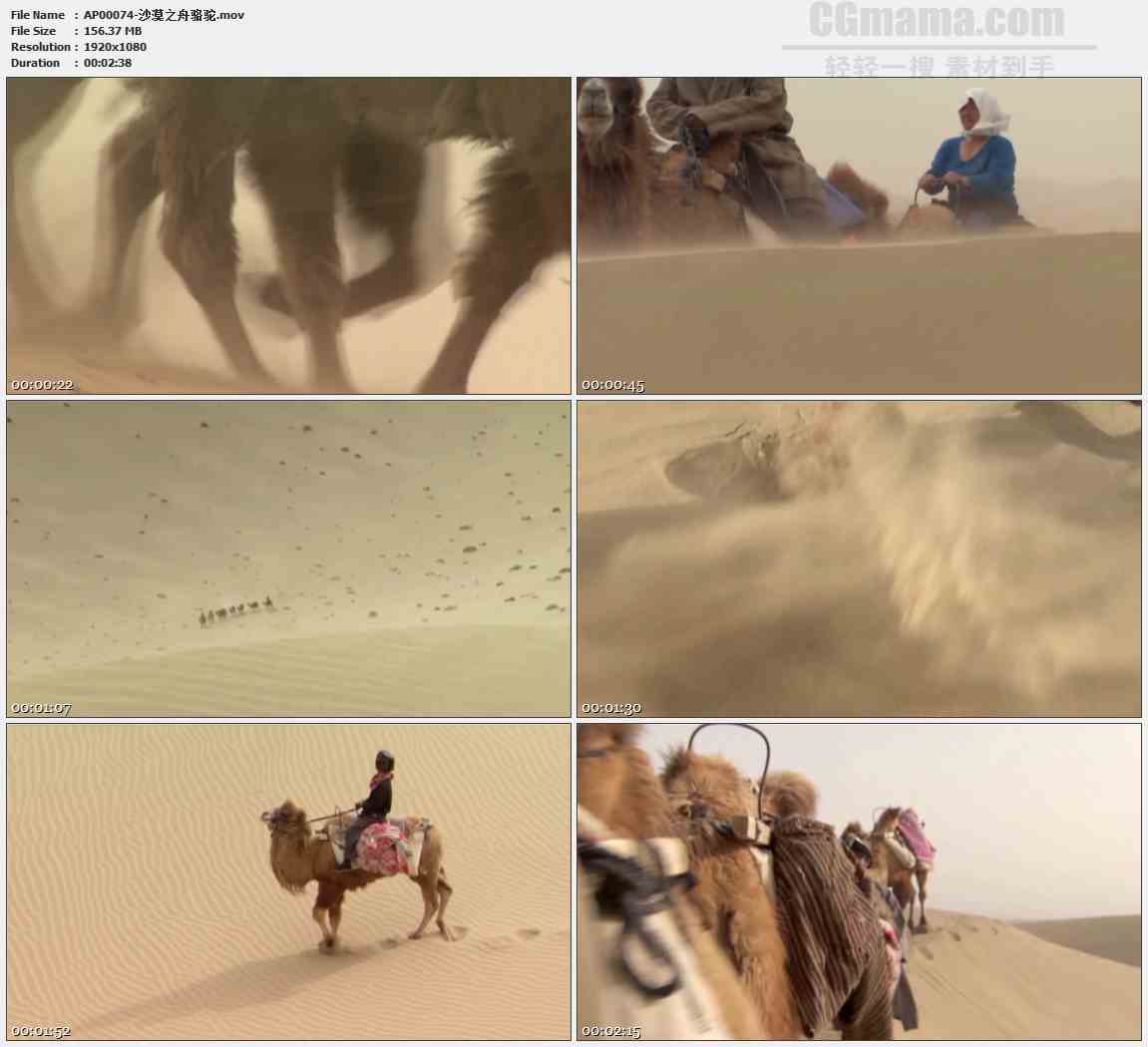 AP00074-沙漠之舟骆驼队运输行走高清实拍视频素材