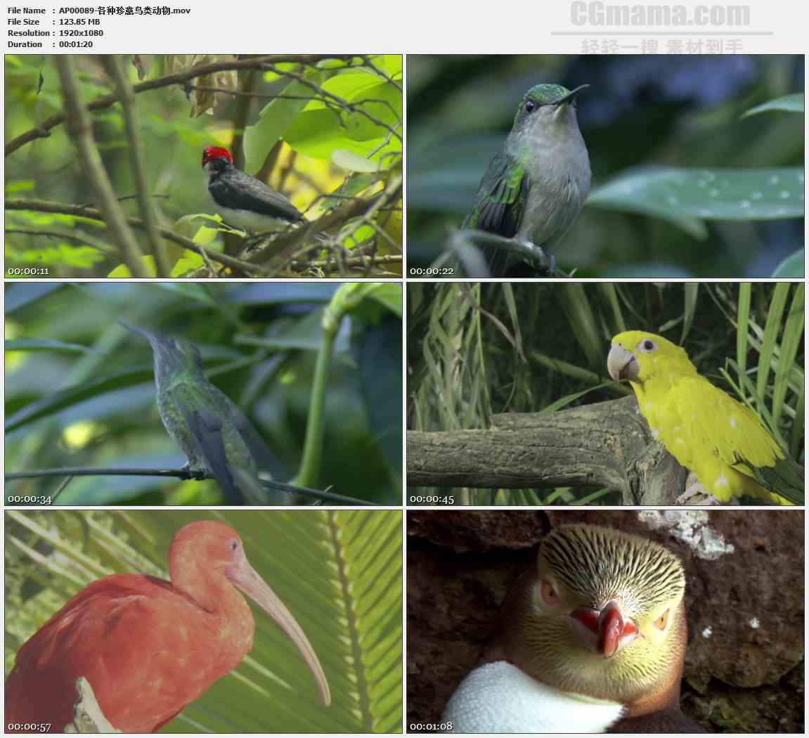 AP00089-蜂鸟啄木鸟鹦鹉高清实拍视频素材