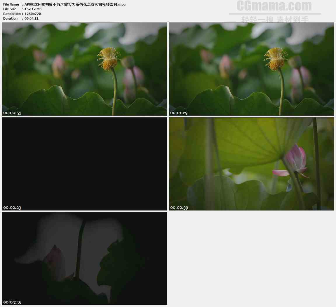AP00122-荷花荷叶掉落的花瓣荷塘高清实拍视频素材