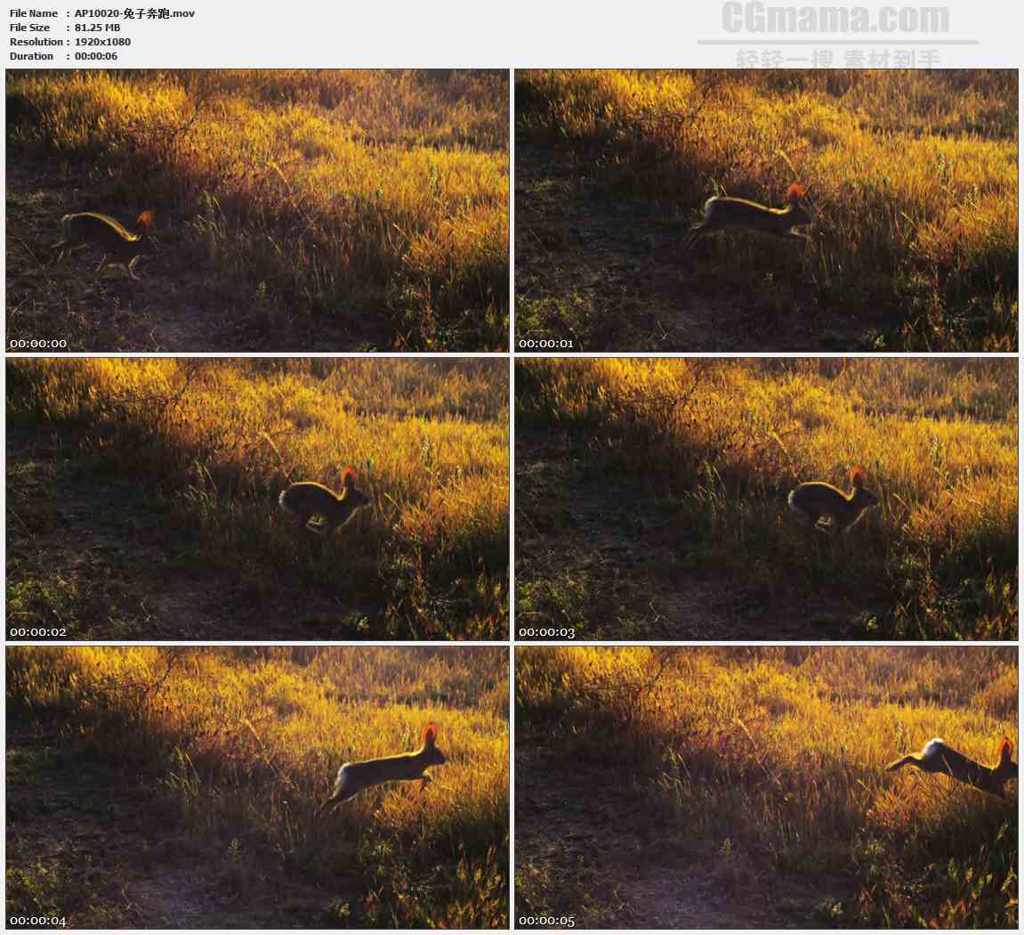 AP10020-草地野兔奔跑跳跃高清实拍视频素材