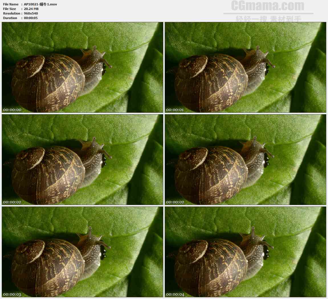 AP10021-叶子蜗牛特写高清实拍视频素材
