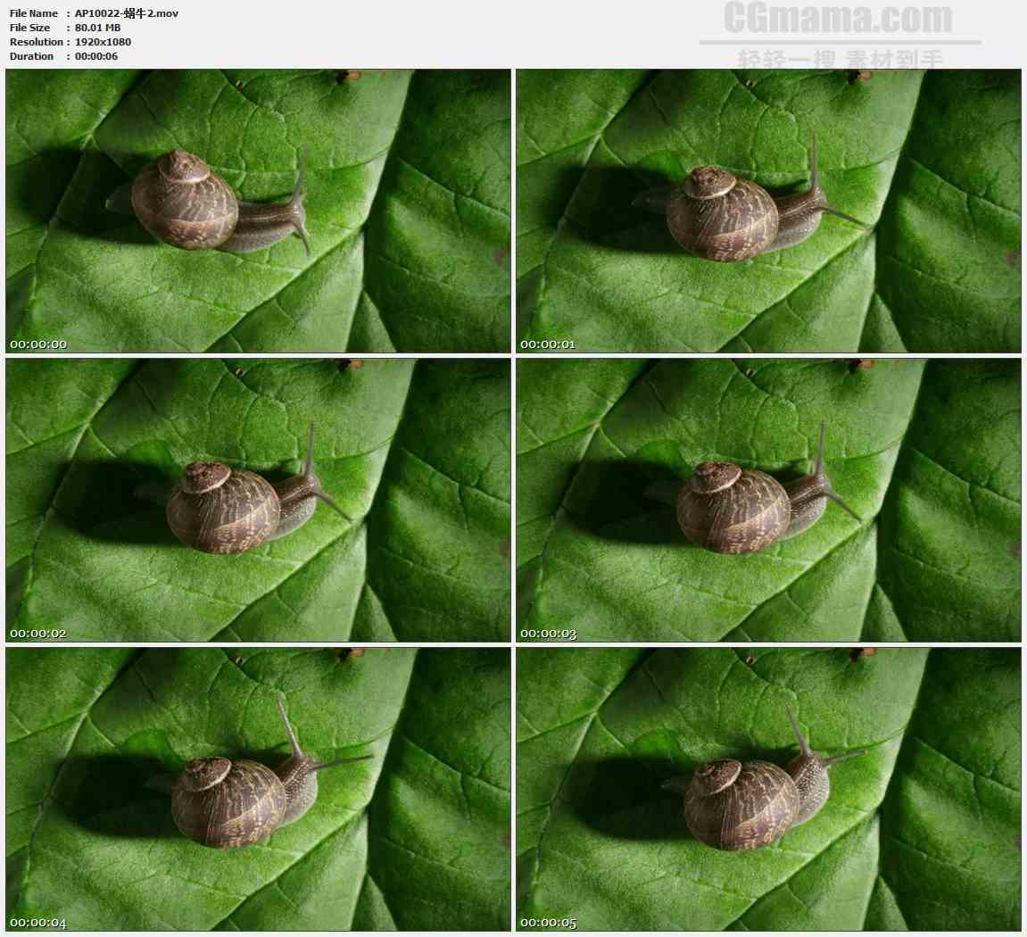 AP10022-叶子蜗牛爬行特写高清实拍视频素材
