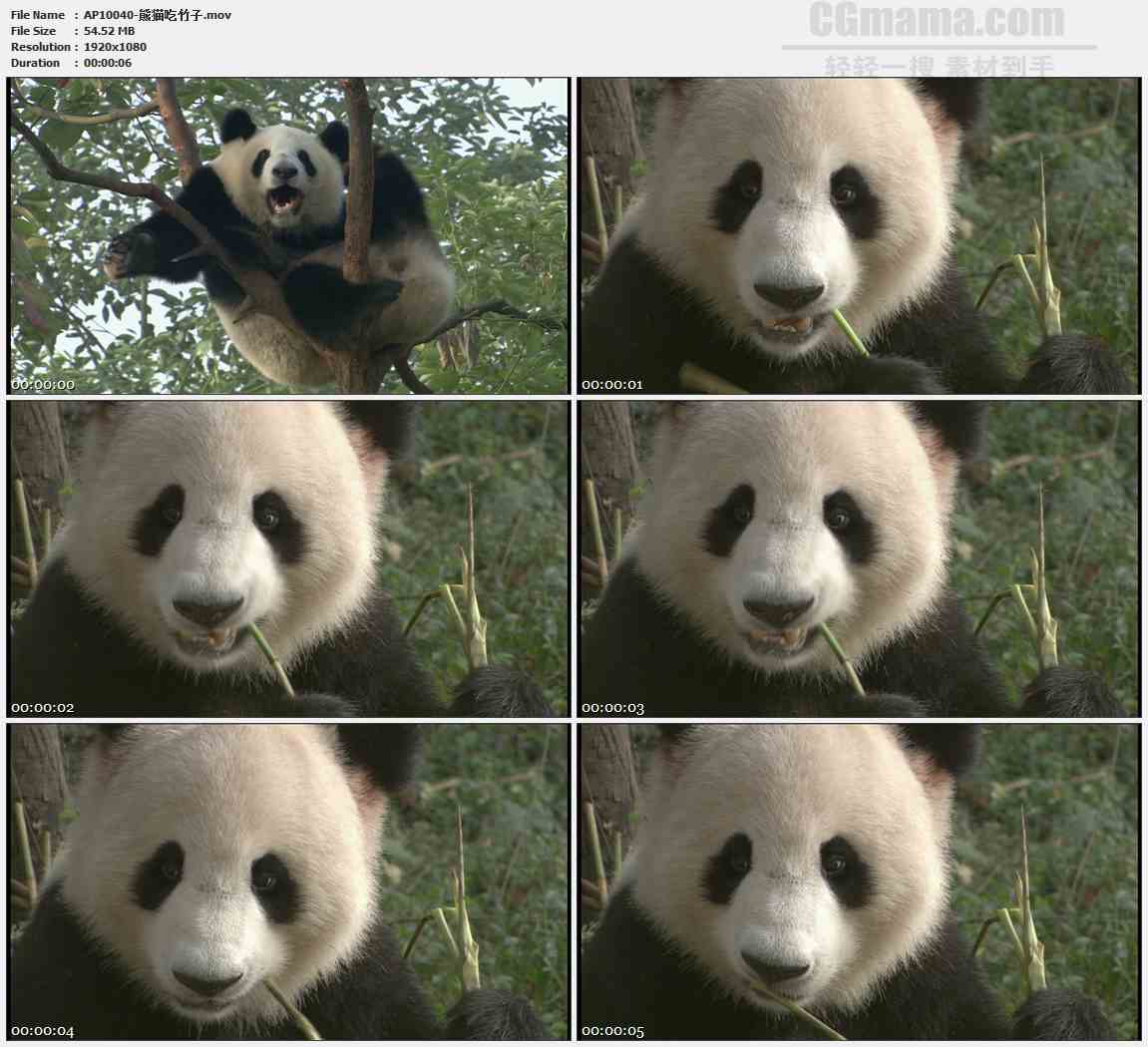 AP10040-中国国宝大熊猫树上挠痒吃竹子高清实拍视频素材