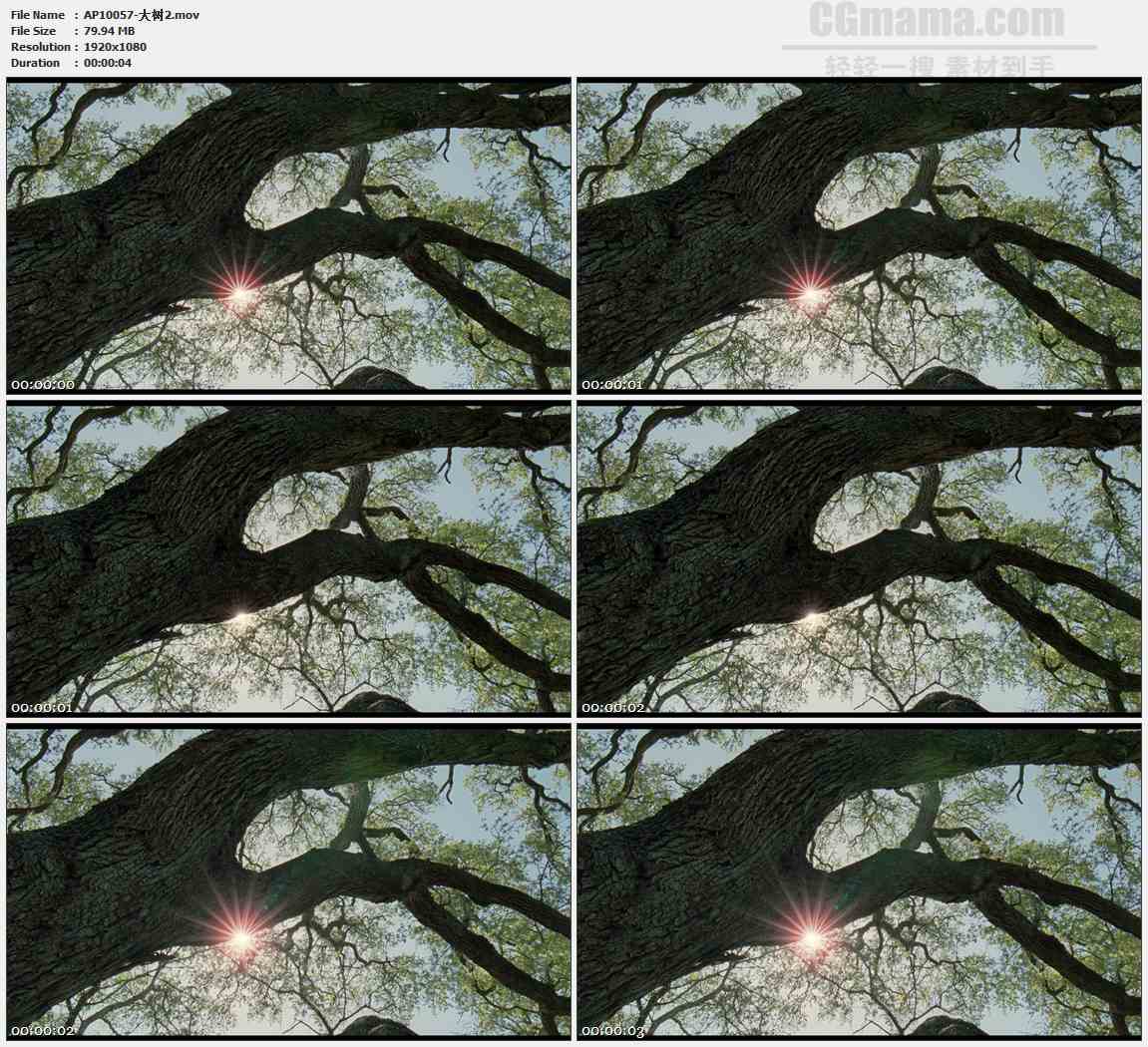 AP10057-树枝阳光树影高清实拍视频素材