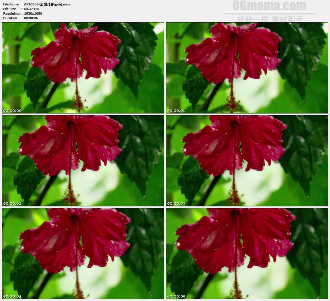 AP10058-红色花朵特写高清实拍视频素材