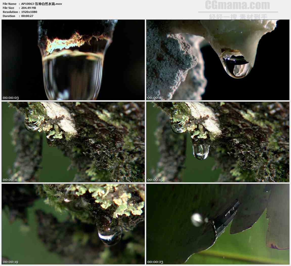 AP10063-苔藓细雨水滴特写高清实拍视频素材