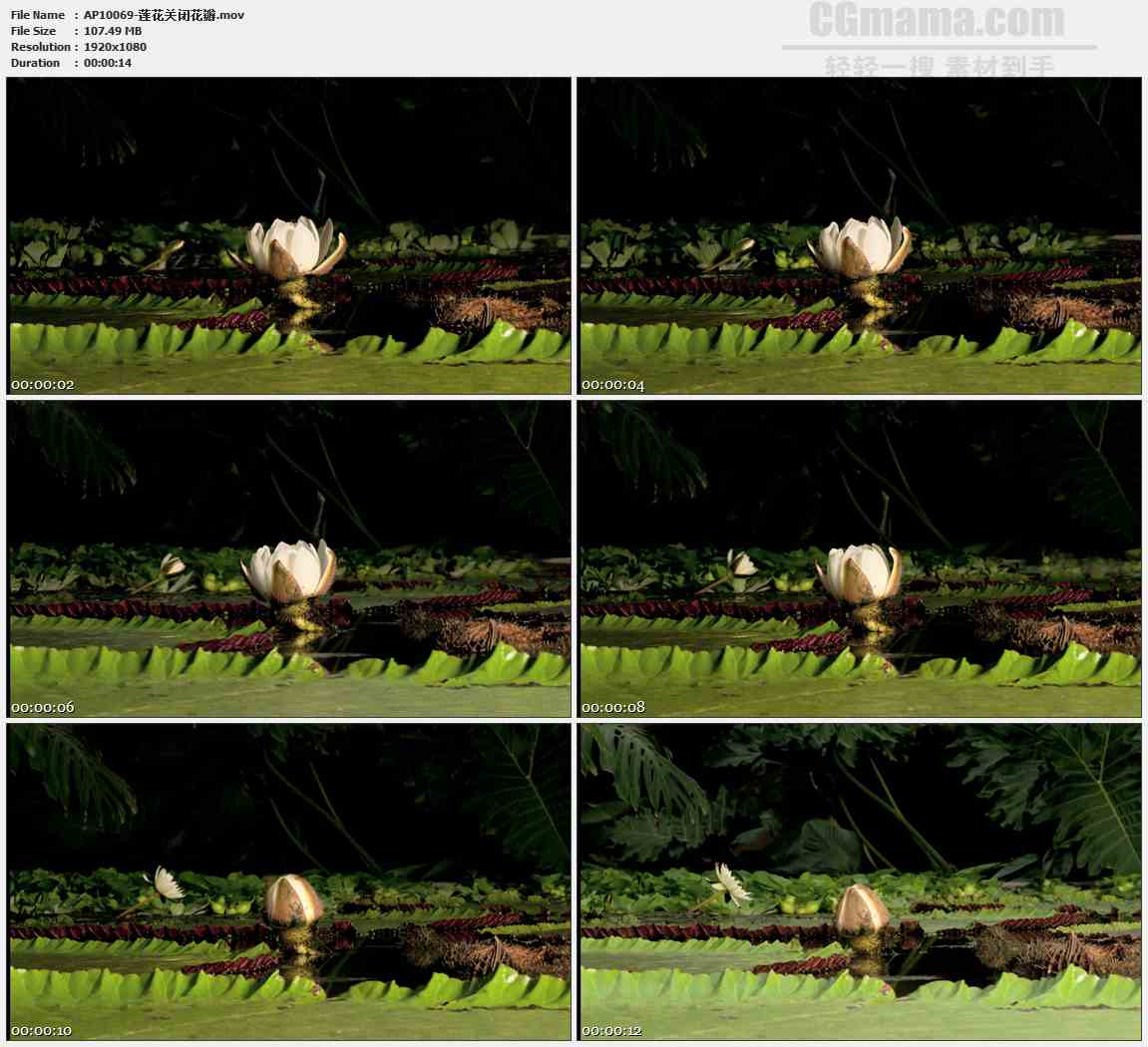 AP10069-白色睡莲开放凋谢高清实拍视频素材