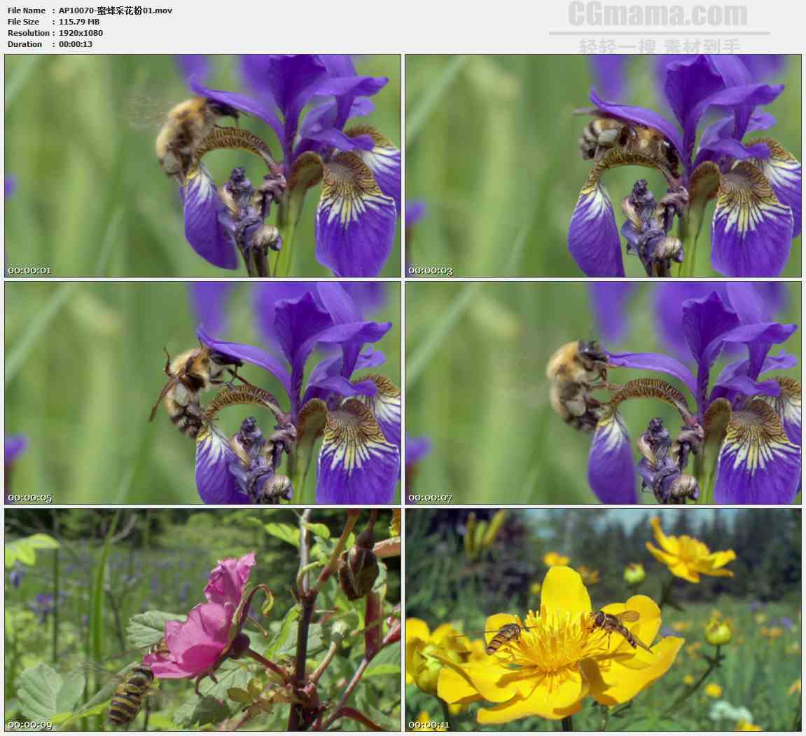 AP10070-兰花太阳花红花蜜蜂采蜜高清实拍视频素材