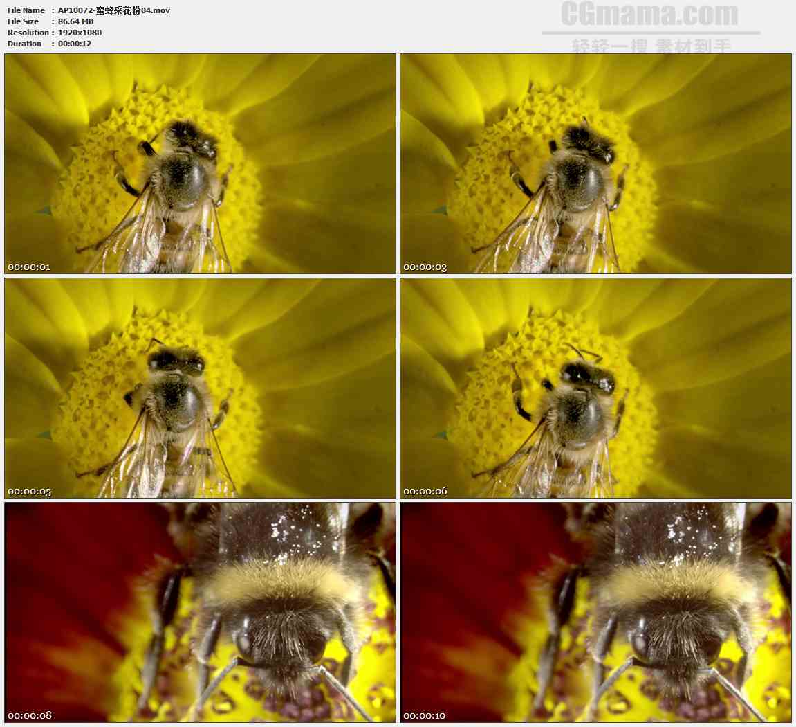 AP10072-黄花蜜蜂采蜜特写高清实拍视频素材