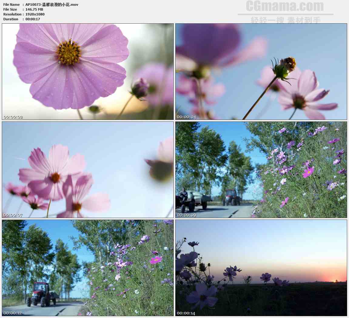 AP10073-路边草场粉色小野花蜜蜂采蜜高清实拍视频素材