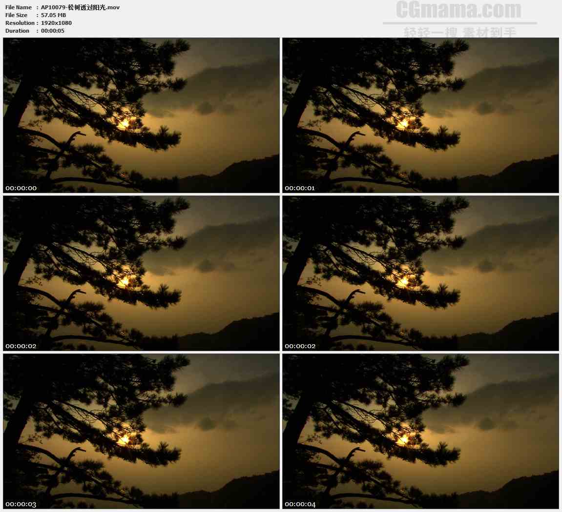 AP10079-黄昏松树迎客松树影高清实拍视频素材