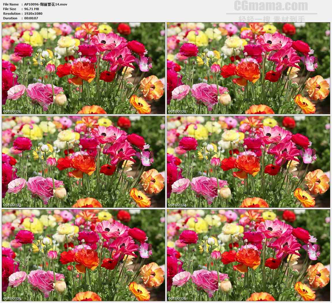AP10096-多彩野花花朵高清实拍视频素材