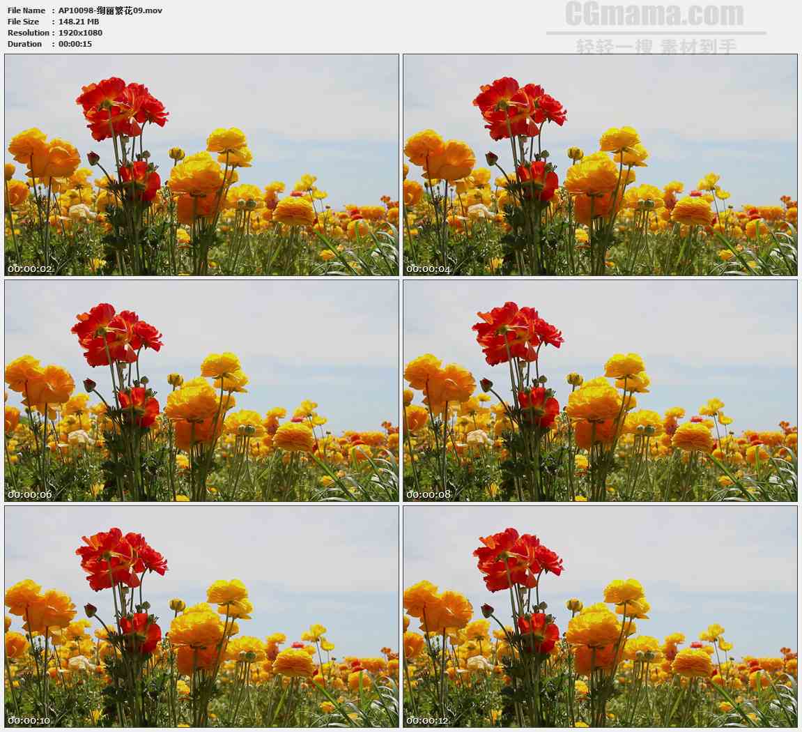 AP10098-多彩红色黄色野花花朵高清实拍视频素材