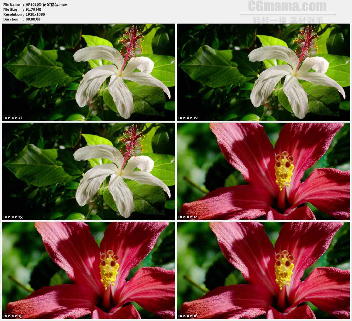 AP10103-五瓣红色白色花朵高清实拍视频素材