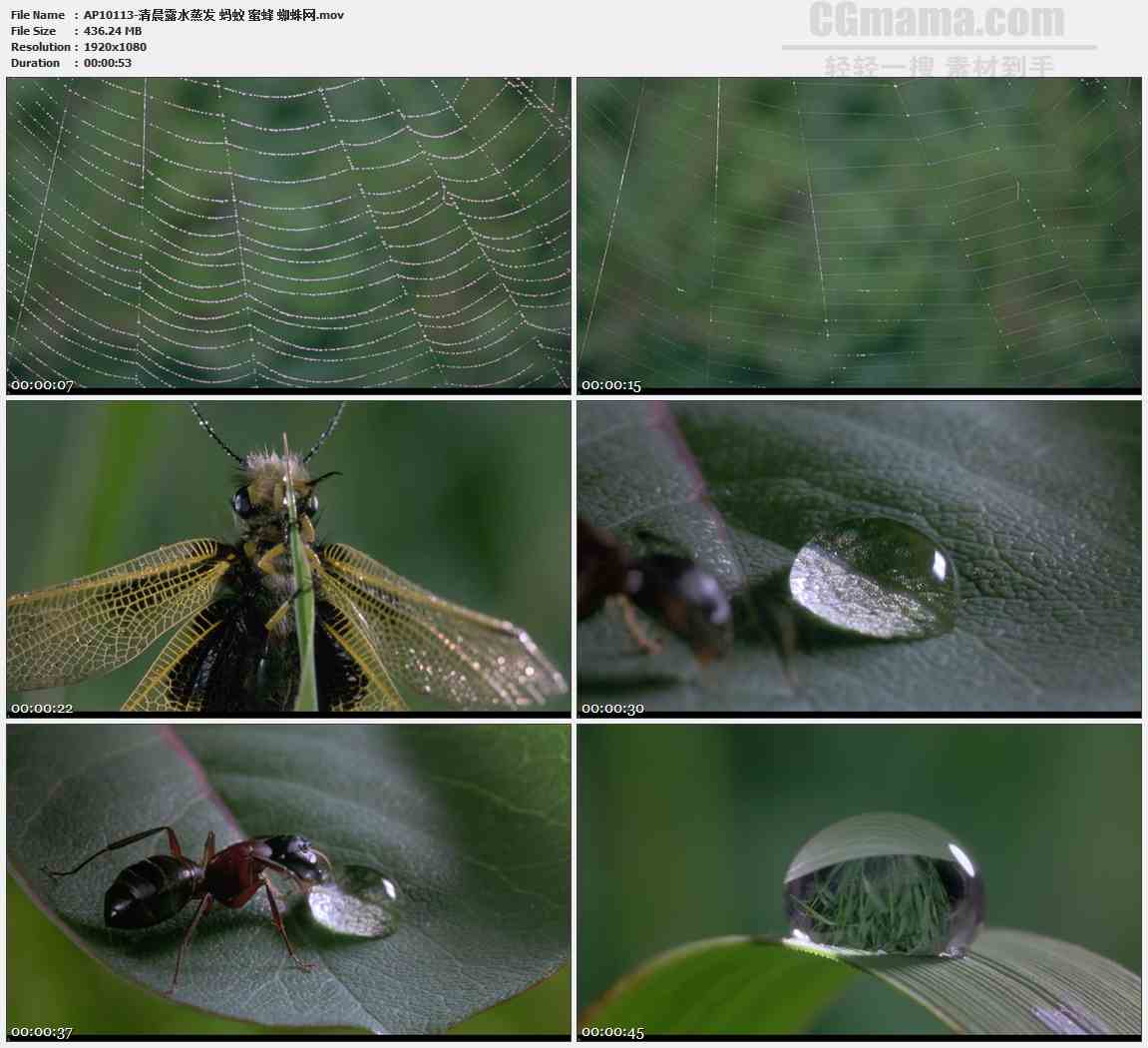 AP10113-露珠蜘蛛网蚂蚁蜘蛛瓢虫高清实拍视频素材