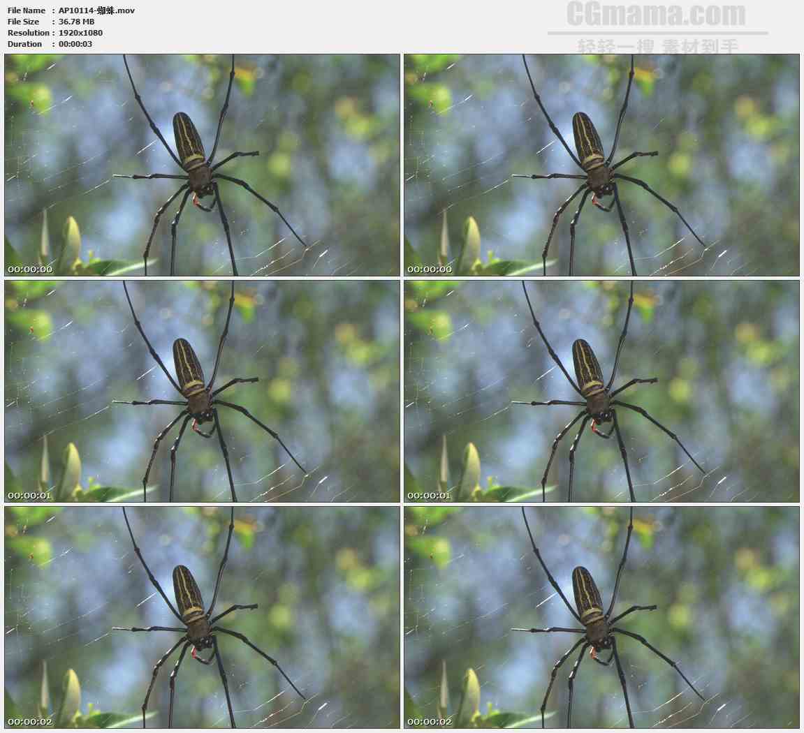 AP10114-蜘蛛蜘蛛网高清实拍视频素材