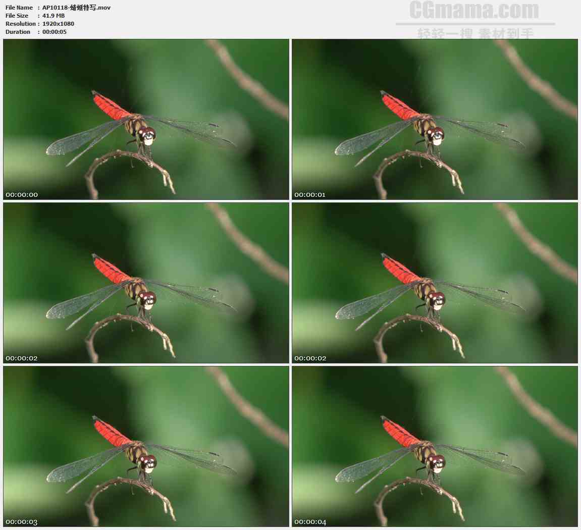 AP10118-枝头停留的蜻蜓高清实拍视频素材