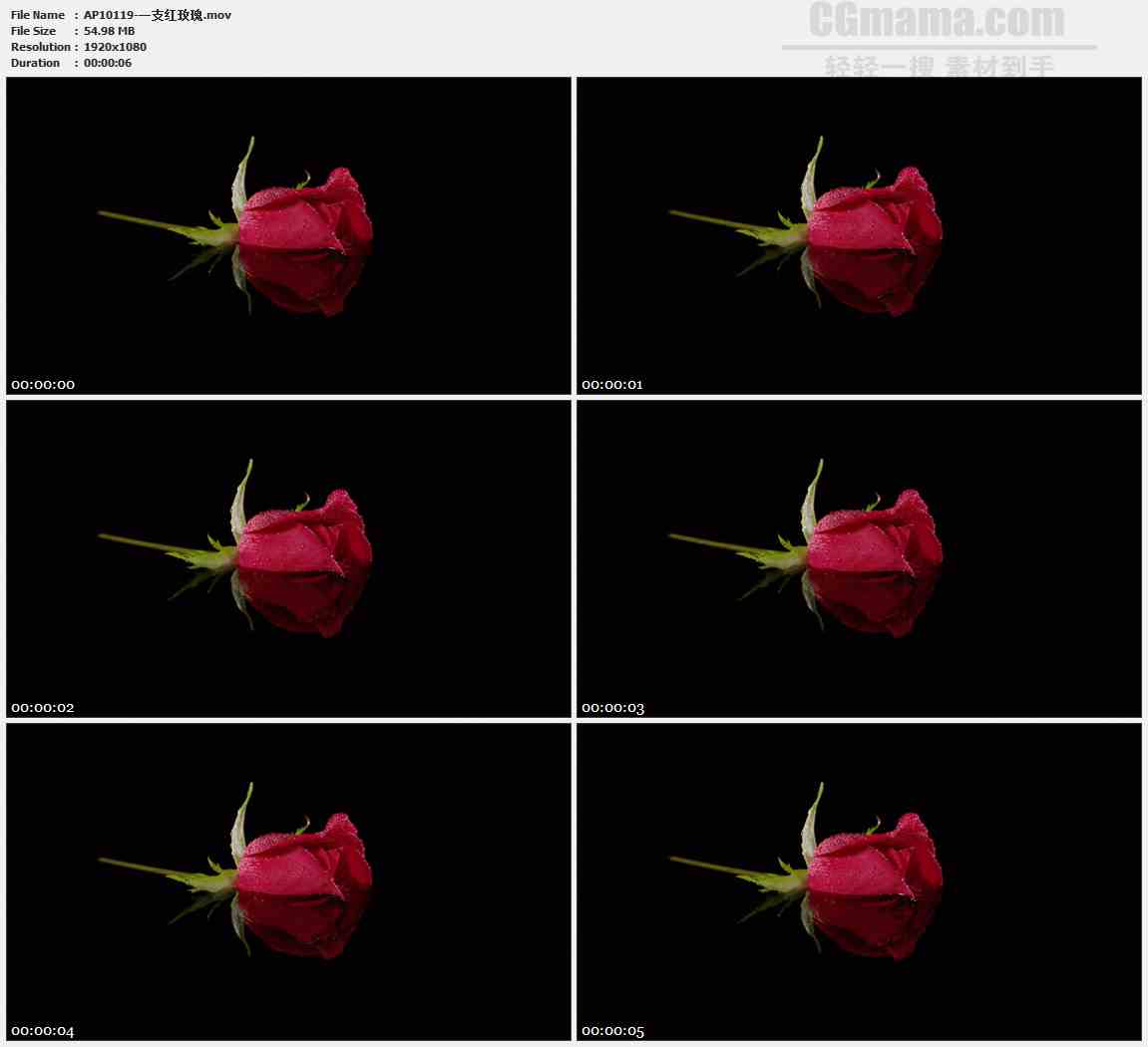 AP10119-水中红色玫瑰花高清实拍视频素材