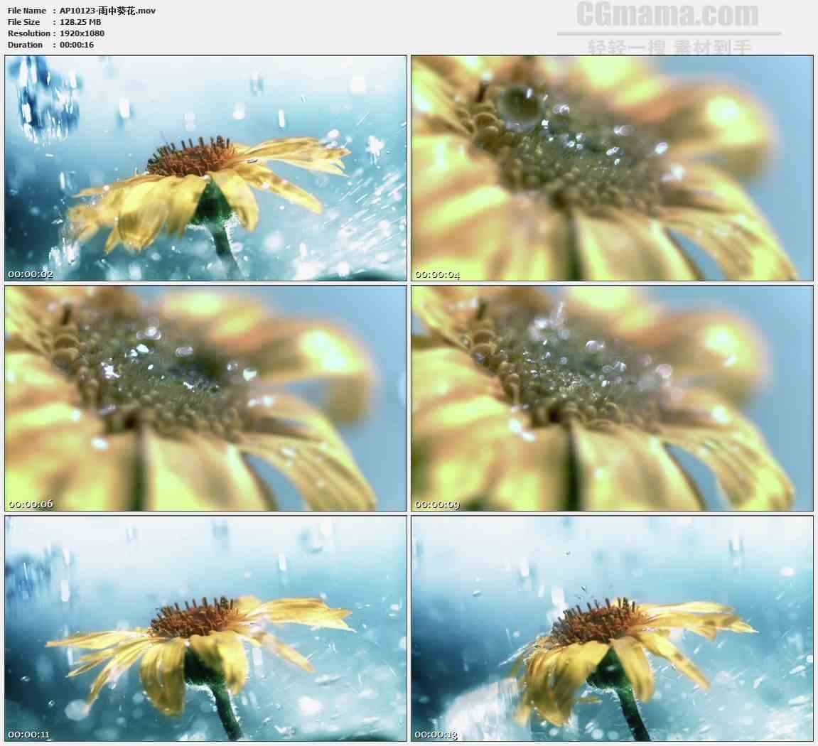 AP10123-雨水拍打橙黄色太阳花高清实拍视频素材