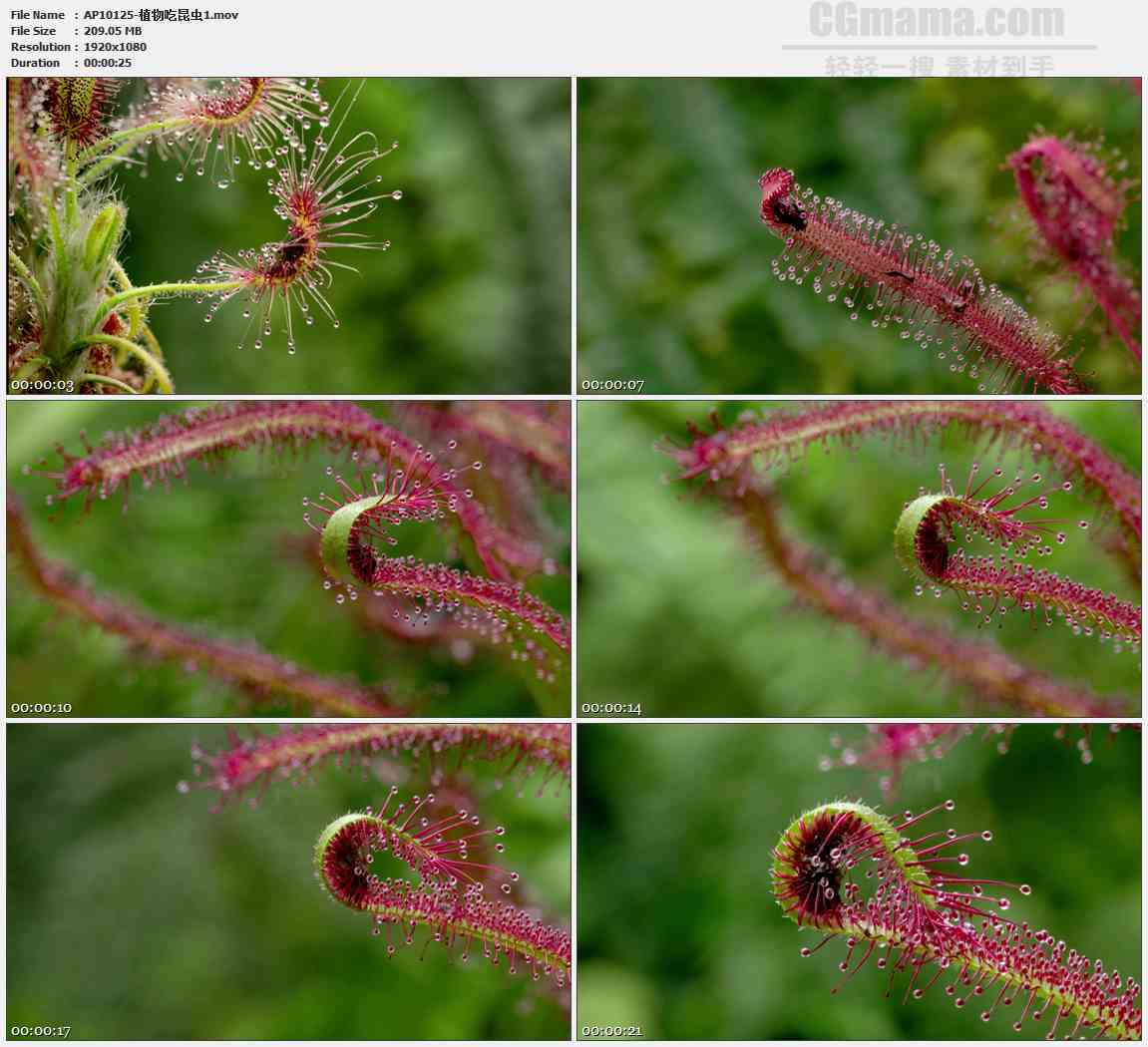 AP10125-食蝇花捕食苍蝇植物高清实拍视频素材