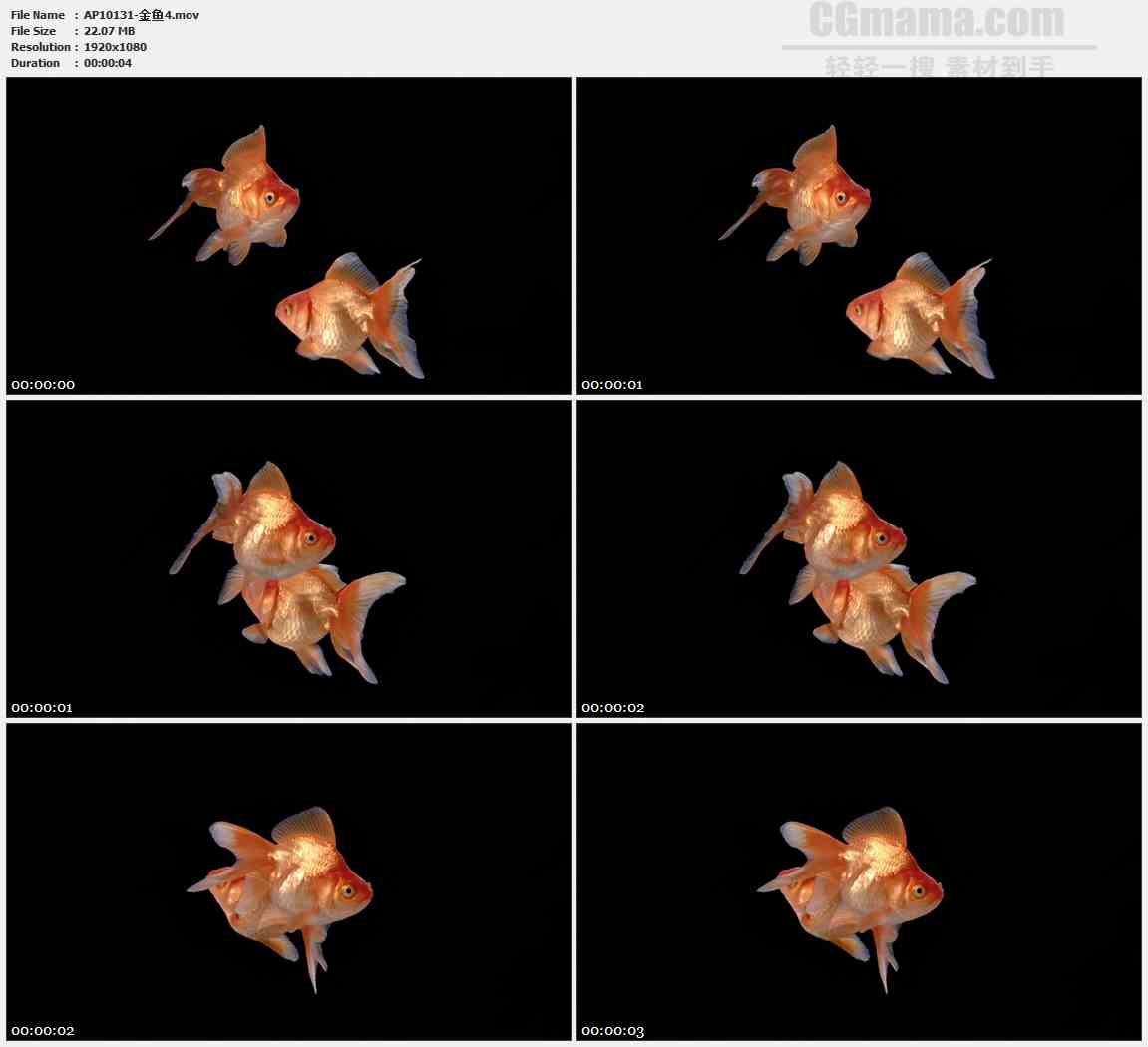 AP10131-两只橘色金鱼游动高清实拍视频素材