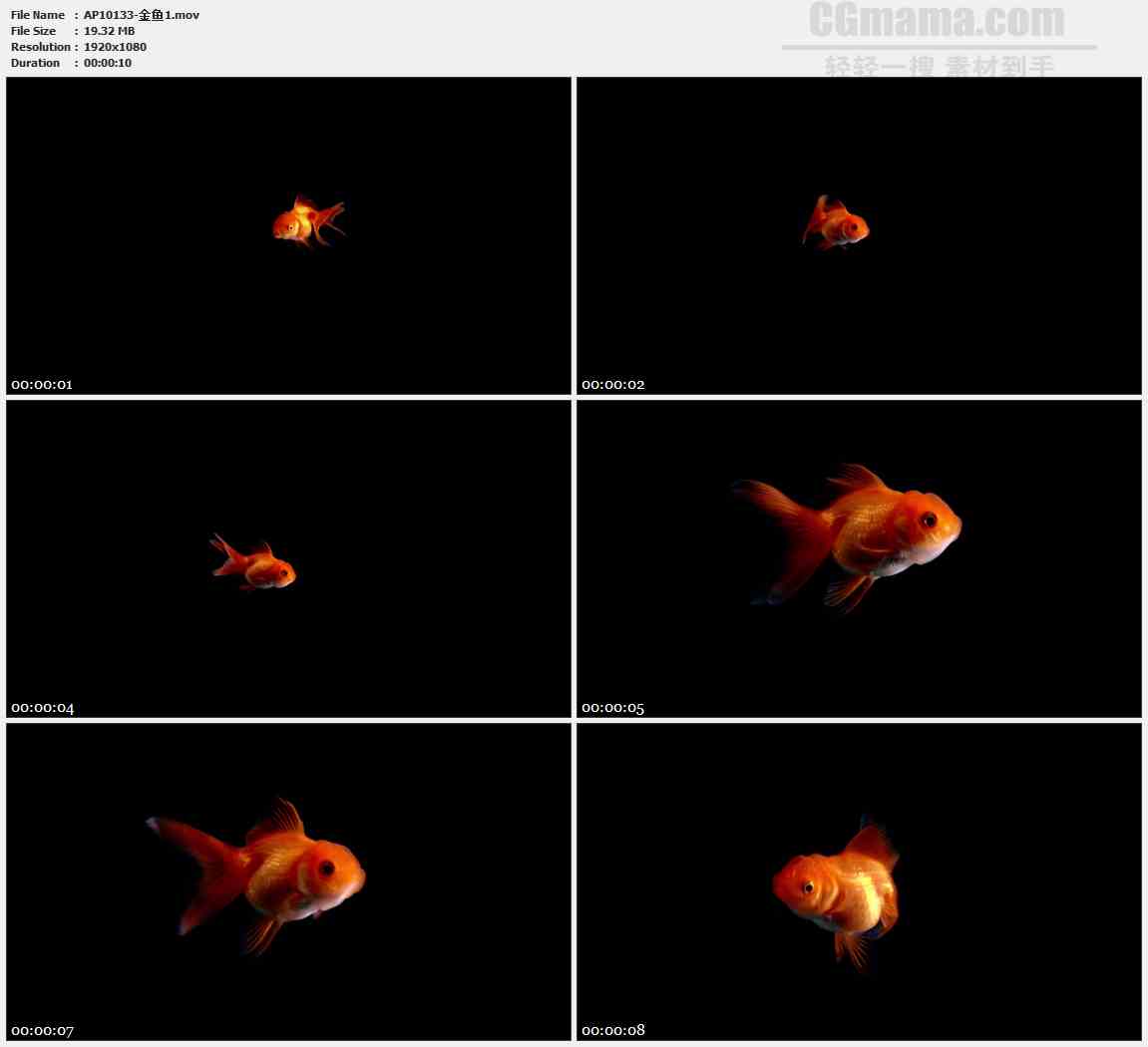 AP10133-一只红头金鱼游动高清实拍视频素材