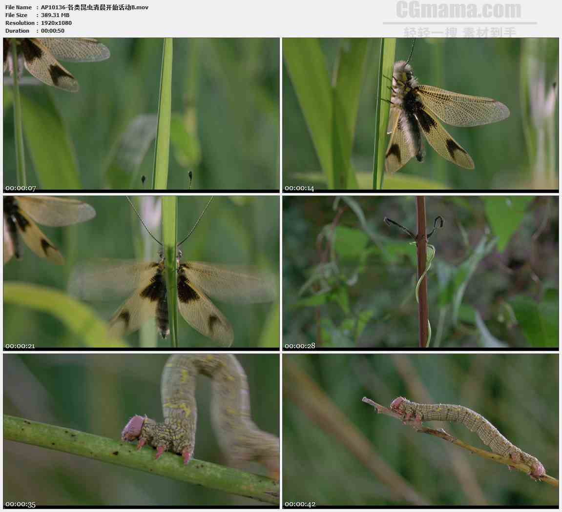AP10136-飞蛾毛毛虫藤蔓缠绕生长高清实拍视频素材