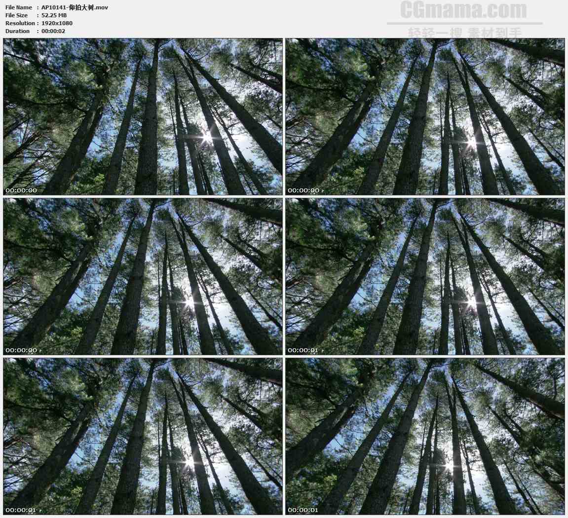 AP10141-仰视森林树影晨曦阳光高清实拍视频素材
